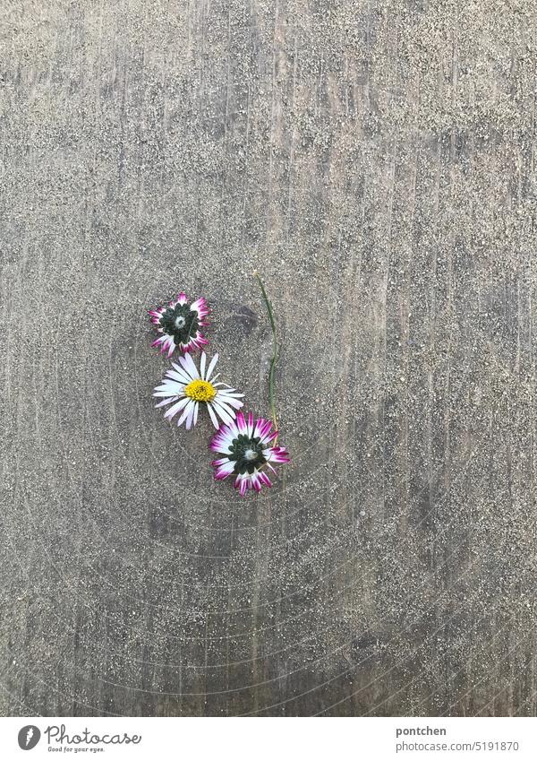 3 plucked daisies on concrete. contrast Daisy Concrete Contrast Nature Picked Blossom Plant Spring Close-up