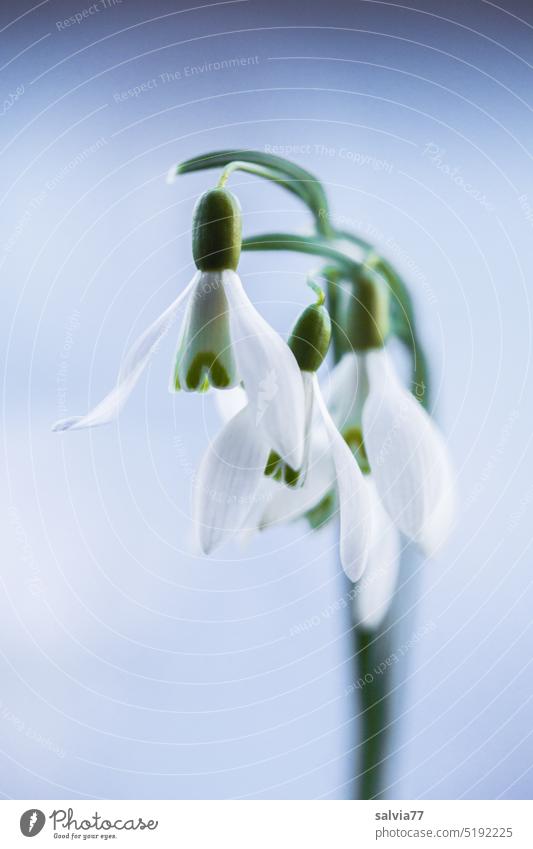 Snowdrop trio Spring Winter Flower White Nature Blossom Green Plant Colour photo Close-up Macro (Extreme close-up) Blossoming Shallow depth of field Deserted