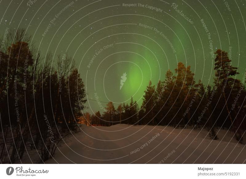 Beautiful green northern lights behind a snowed coniferous forest. polar finland lapland winter abstract amazing arctic astronomy aurora aurora borealis