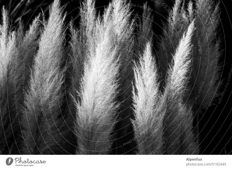 In the last light Pampas grass Plant Grass Nature Decoration Black & white photo Ornamental grass Feather duster Flower panicles Fountain grass Grief