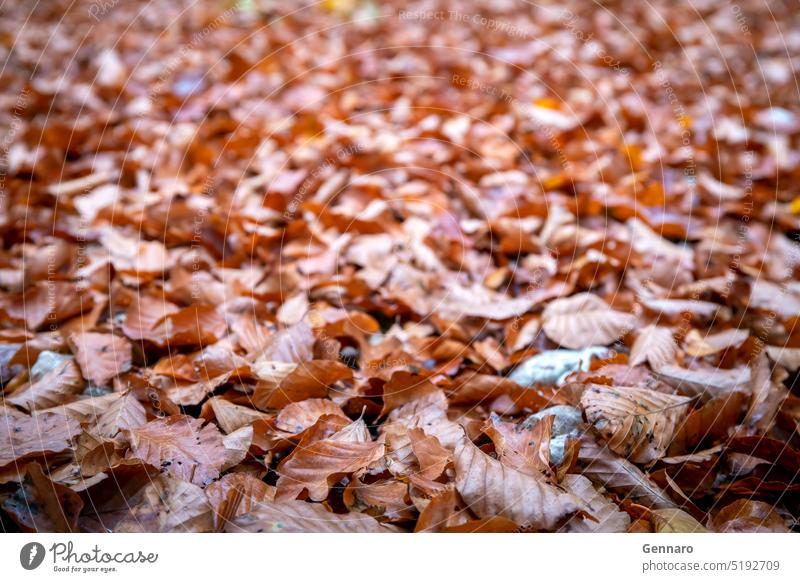 A bed of dry autumn leaves covers the path in the woods. plant macro stone detail closeup texture brown background beautiful bright color colorful environment
