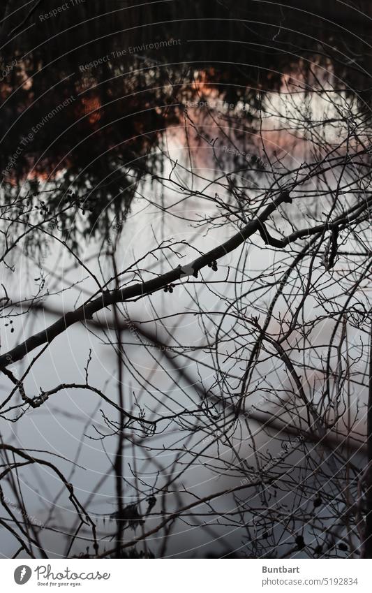 Scrub by the lake undergrowth twigs sunset Lake reflection Water trees confused Reflection Calm Environment Water reflection Idyll impenetrable Lakeside