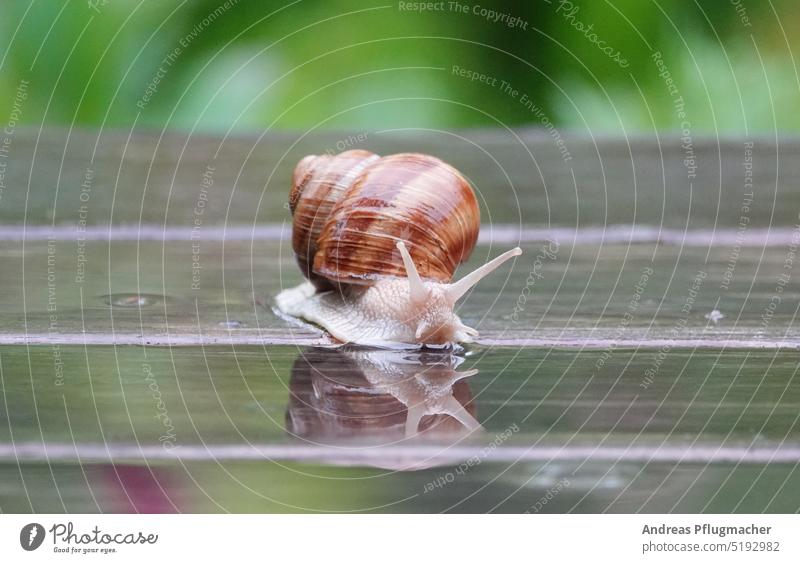 Snail reflected in a puddle Crumpet escargot Rain Puddle reflection Garden Nature Slowly Wet Water Mirror image