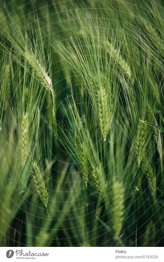 Green barley Barley Plant Close-up Field Nature Grain Summer Ear of corn Exterior shot Colour photo Agriculture Growth Agricultural crop Cornfield Grain field
