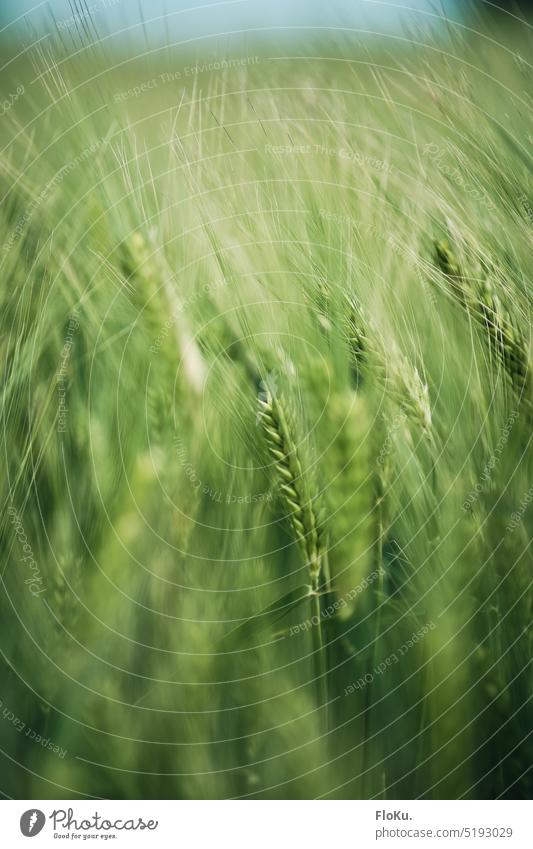 Green barley ears Barley Plant Close-up Field Nature Grain Summer Ear of corn Exterior shot Colour photo Agriculture Growth Agricultural crop Cornfield