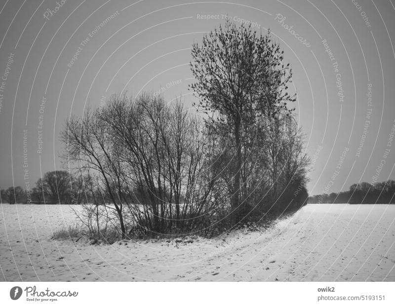 fringe group Landscape Winter Horizon panorama Outdoors Cold Snow layer Sky trees Nature Forest Boundary marking Clump of trees Snowscape Winter mood
