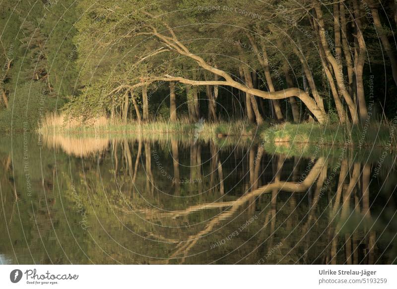 calm water landscape with reflection overhanging tree and forest in evening light Water reflection Tree reflection Forest Green Calm Surface of water Peaceful
