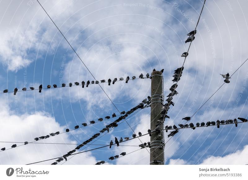 Mass demonstration of the pigeons Pigeon Bird Many Transmission lines Cable Sky Clouds Town urban Salzburg Electricity pylon Sit Blue Nature Flying Animal