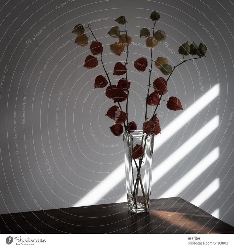 Still life, vase with physalis Vase flowers Decoration Shadow Colour photo Interior shot Vase with flowers Ornamental plant berry fruit garden plant fruits