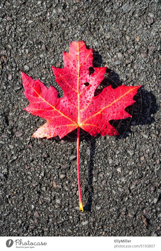 Red maple leaf on the asphalt. Autumn foliage Maple tree Maple leaf Leaf Autumnal colours Autumn leaves Nature Colour photo Transience Seasons Change