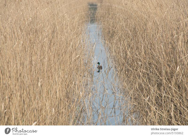 single duck on channel in reeds Duck Bird Channel water canal Reed edges Reed Landscape Animal Nature Water Nature reserve naturally Individual Environment