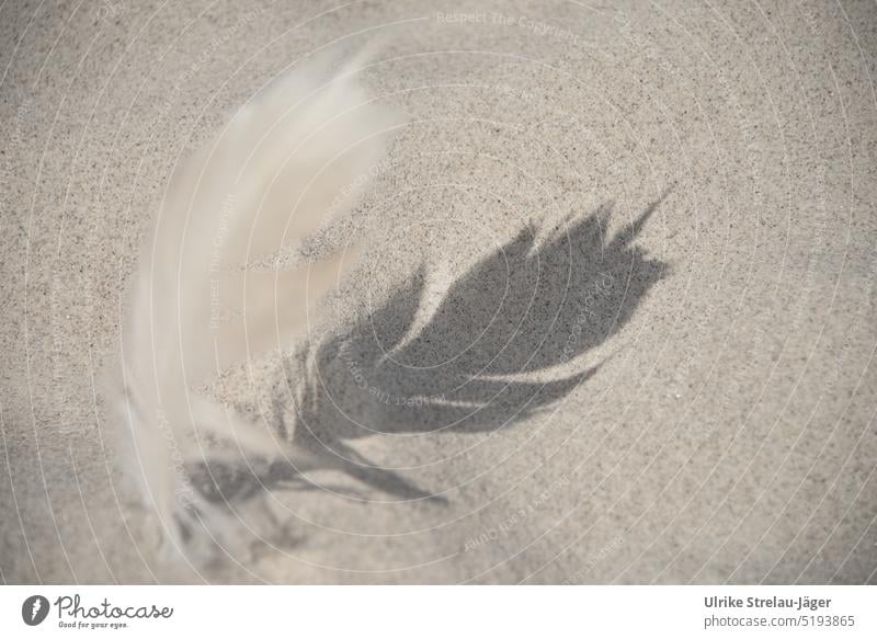 Feather with shadow on beach Shadow shadow cast Beach Sand Shadow play light as a feather Dark side Light Contrast Silhouette Structures and shapes Pattern