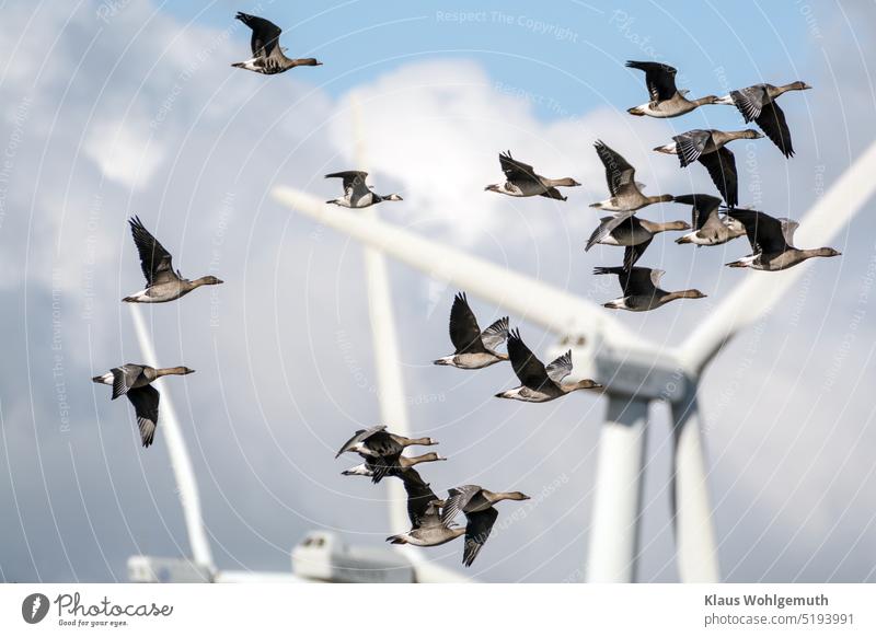 Spring is coming. Migrating bean geese, in front of wind turbines and cloudy sky. In between a barnacle goose bird migration Bean Geese Bean Goose