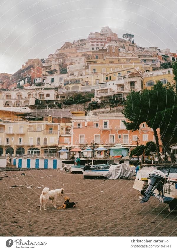 In Possitano two dogs play with each other in front of an impressive front of houses. In winter it is empty here. Filmlook Tourism warm Tourist Sky Copy Space
