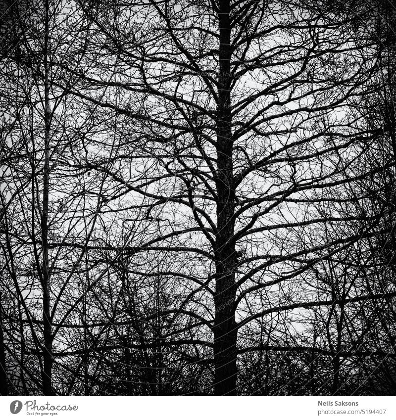 eternal beauty of trees leafless bare black alder winter black and white monochome silhouette ladder jungle net trunk branches symmetry Twigs and branches
