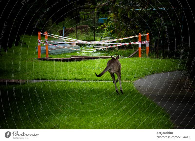 The kangaroo sees the Photocase people and takes off with great leaps.... Australia Exterior shot Deserted Colour photo Day Animal Animal portrait pretty