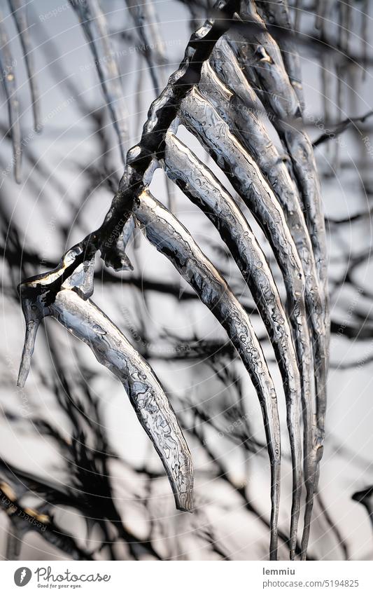 Icicle on a branch Branch Winter Ice Cold Frost Freeze Snow chill Winter mood Frozen Winter's day