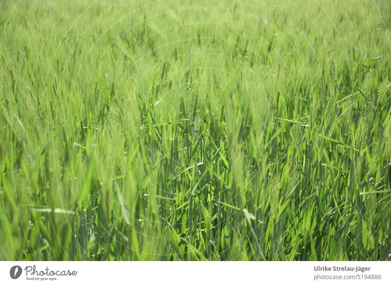 spring green corn field Spring Bright green Green Grain field spring mood Field Ear of corn Cornfield Agricultural crop Agriculture Nutrition Plant Growth Rye