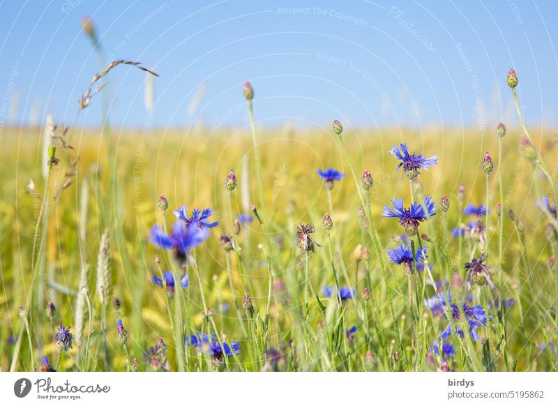 Summer meadow with cornflowers in nice weather summer meadow Meadow Beautiful weather Blossom Blossoming Nature Blue sky Shallow depth of field grasses