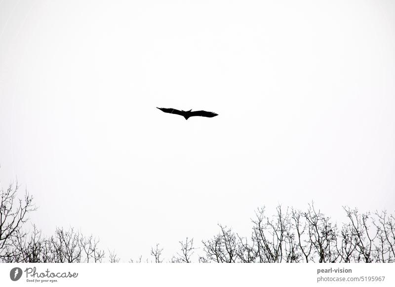 Territorial flight of the sea eagle Animal portrait Full-length Copy Space top Fly Glide Grand piano Flying White-tailed eagle Span Bird of prey Sky