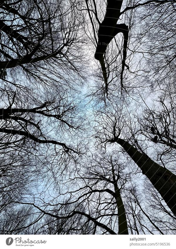 Frog perspective | Winter in the park Worm's-eye view trees Forest Tree trunk Sky Tall upstairs Nature Treetop Branch Growth Environment Twigs and branches