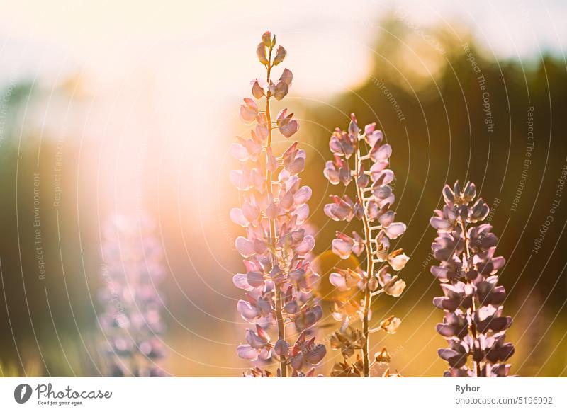 Wild Flowers Lupine In Summer Meadow At Sunset Sunrise. Lupinus, Commonly Known As Lupin Or Lupine, Is A Genus Of Flowering Plants In Legume Family, Fabaceae