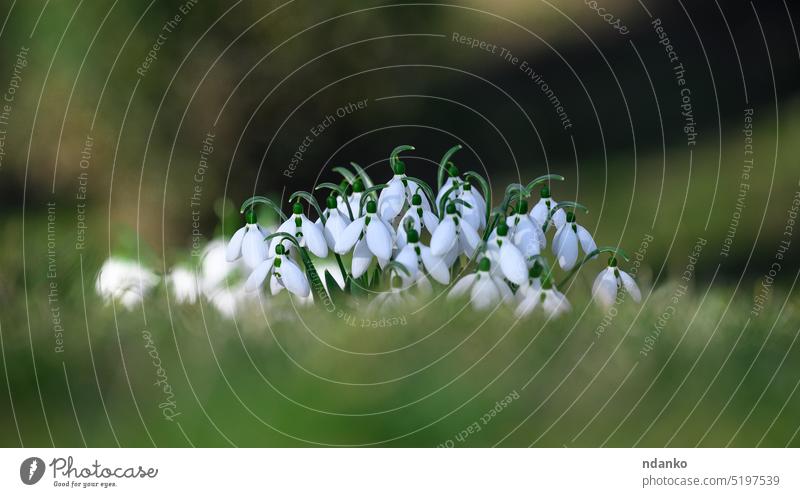 Growing snowdrops with white flowers in the middle of the forest, spring flowers. growing bud green leaf fresh soil damp earth nature no people