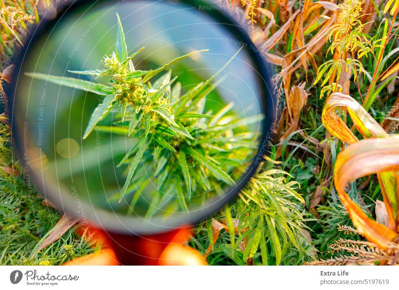Looking on plant of industrial hemp, sativa, using loupe Bud Bush Cannabidiol Cannabis Cbd Corn Cornfield Crop Curiosity Curious Discovery Drug Exploration Farm