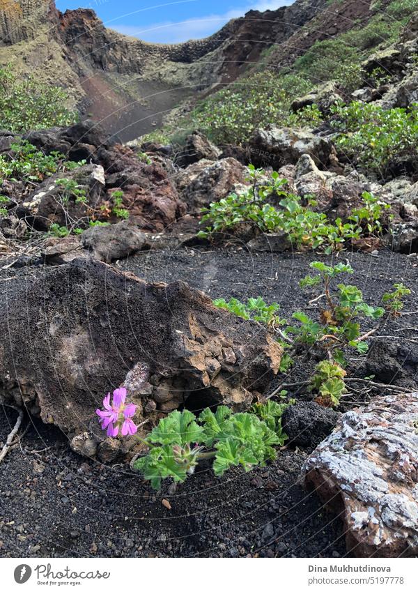 Flower blooming in the crater of dormant volcano in Lanzarote, Spain. Black soil of volcanic island. Exotic nature. Tourism in Canary Islands, Spain. flower sky