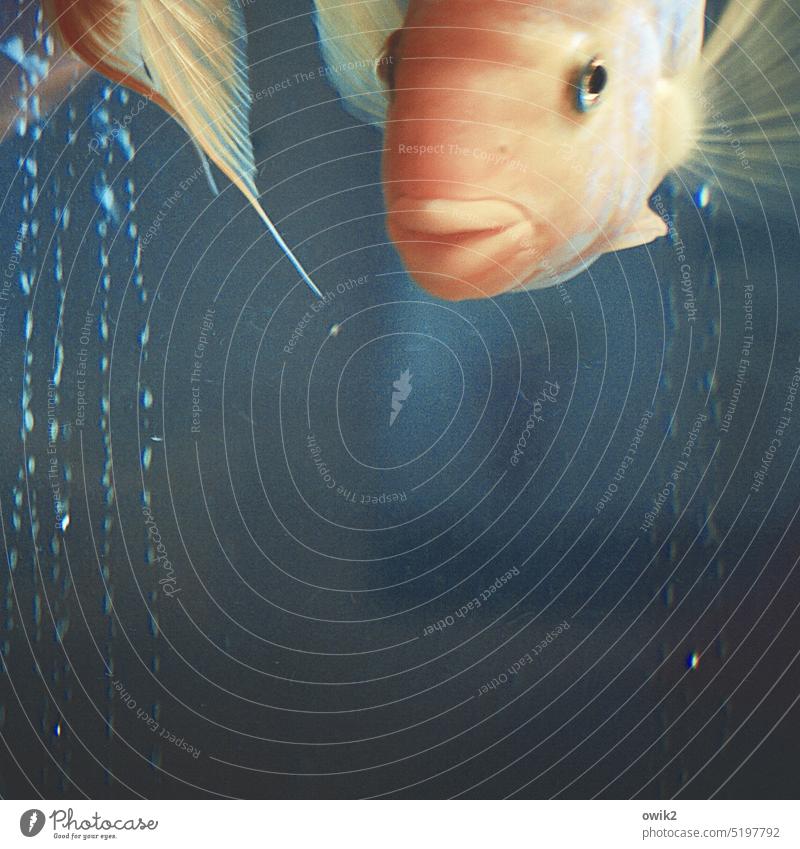 fishhead Fish Aquarium Water Underwater photo Interior shot Artificial light Swimming & Bathing Animal 1 Goldfish Float in the water Hover Colour photo Idyll