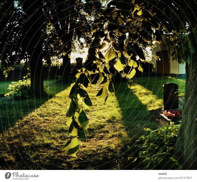 Silent remembering Cemetery Idyll Grief Calm To console Twigs and branches Hang Tree Grass Mysterious Exterior shot Nature Deserted Environment Plant Landscape