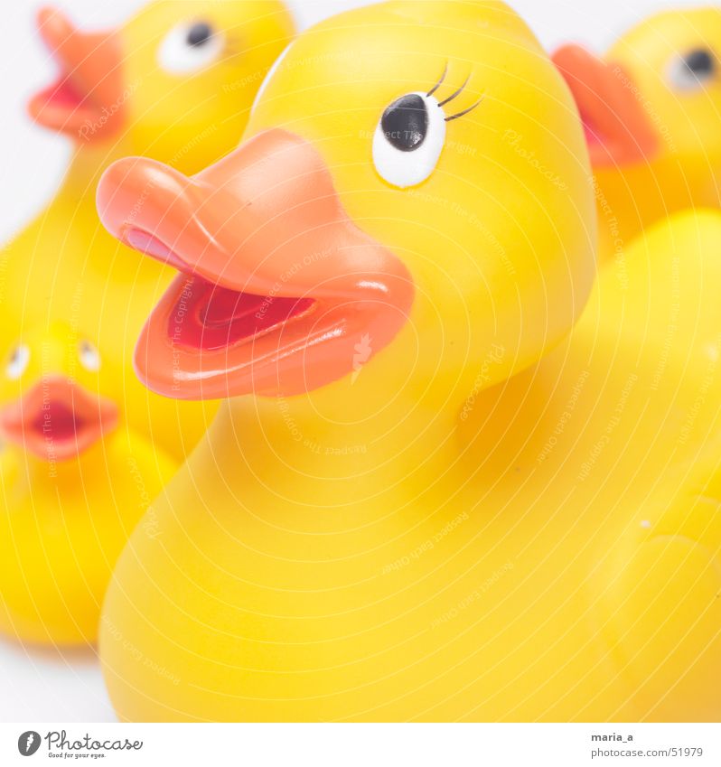 squeaky duck Squeak duck Toys 4 Beak Puppy love Looking Happiness Duck Eyes Happy