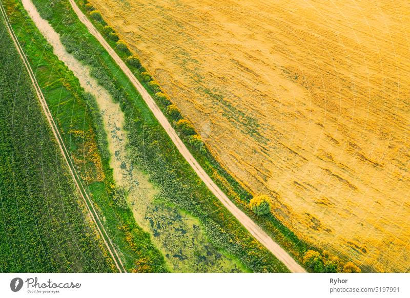 Aerial View Of Countryside Road Through Summer Rural Field. Road Between Corn Maize Plantation And Young Wheat Landscape Rural Landscape wheat Agricultural