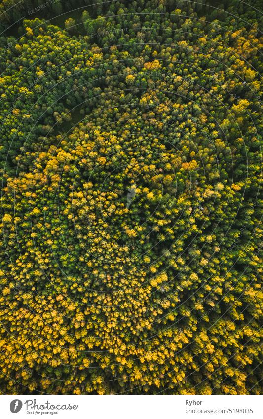 Aerial View Of Green Pines Coniferous Forest In Landscape During Sunset In Summer. Top Flat View From Attitude. Drone View Of Woods aerial aerial view attitude