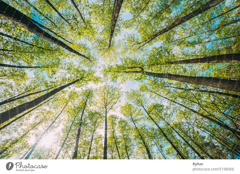 Looking Up In Beautiful Pine Deciduous Forest Trees Woods Canopy. Bottom View Wide Angle Background. Greenwood Forest. Trunks And Branches With Fresh Spring Lush