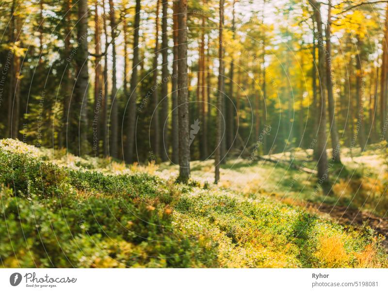 Nature Green Natural Blurred Background Of Out Of Focus Forest. Bokeh, Boke Woods With Sunlight Colors Absract Background. Blur Pine Trees Trunks. Woods In Coniferous Forest. Autumn Pinewood, Evergreen Pines