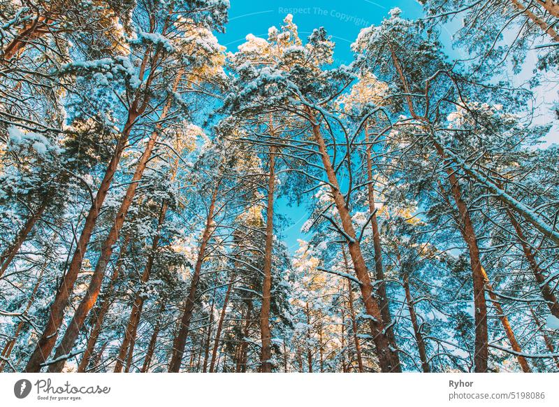 Looking Up View Snow Covered Pine Forest. Frosted Trees Frozen Trunks Woods In Winter Snowy Coniferous Forest Landscape. Beautiful Woods In Forest Landscape