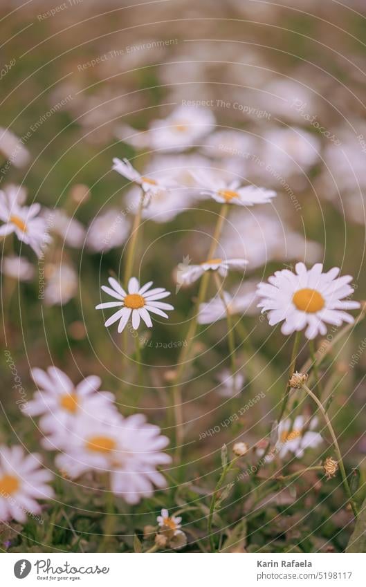 daisies Marguerite Flower Plant Blossom White Nature Green Summer Colour photo Yellow Meadow Exterior shot Blossoming Flower meadow blurriness