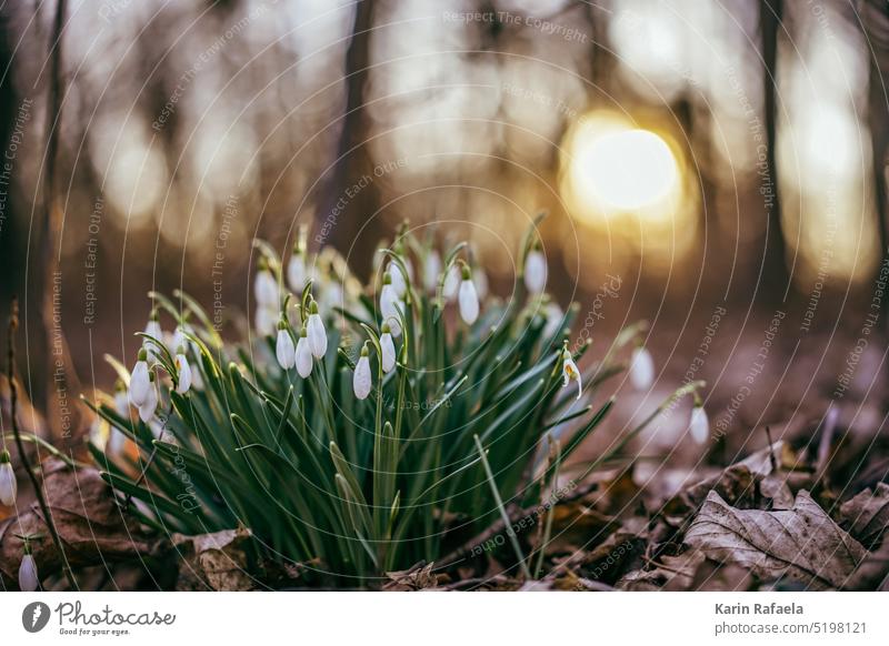 snowdrops Snowdrop flowers Spring Nature Blossom White Flower Green Plant Blossoming Colour photo Spring flower Spring flowering plant
