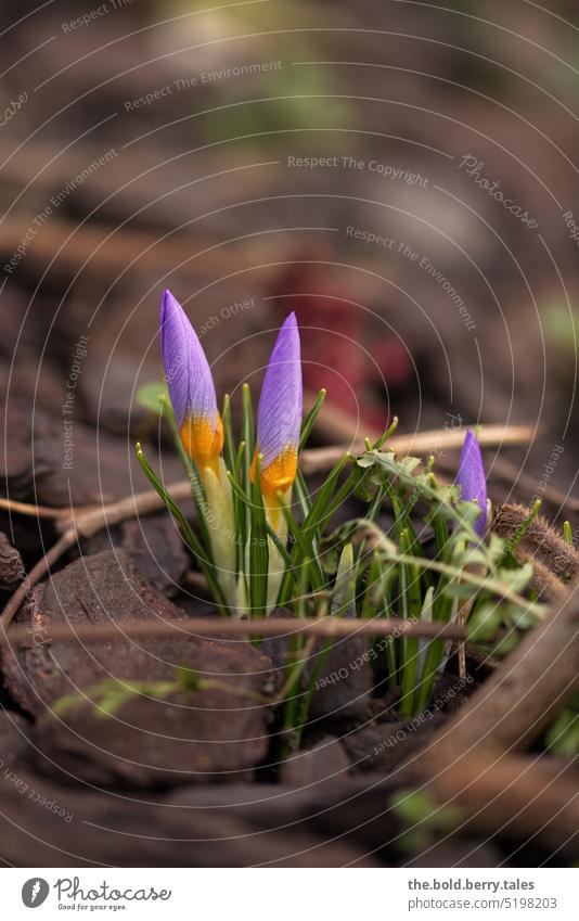 Purple crocus in spring Spring Brown purple Green Flower Nature Violet Plant Garden Blossoming Colour photo Shallow depth of field Exterior shot