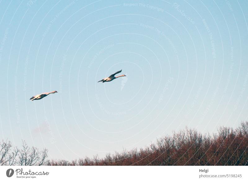 two flying swans against blue sky Bird Swan Flying Sky Beautiful weather Bushes Spring Animal Nature Exterior shot Colour photo Wild animal Deserted Environment