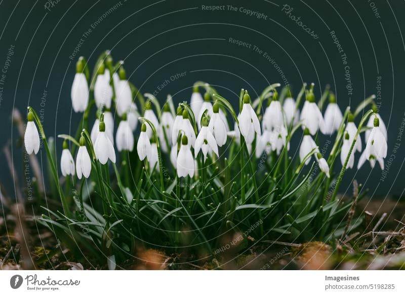 White snowdrops (Galanthus nivalis) growing in early spring. Spring, close up on dark background Snowdrop galanthus wax Close-up Dark Black Beauty & Beauty