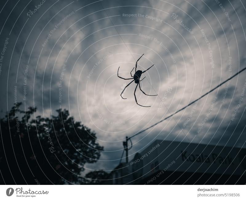 In free fall. The slightly larger spider hangs on a thread and waits for prey. Spider Nature Insect Exterior shot Close-up Deserted Day Detail Animal