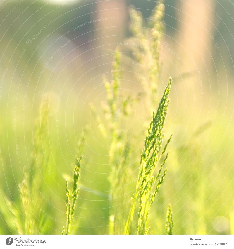Time change | It's been great Summer Beautiful weather Grass Foliage plant Ear of corn Grain Meadow Bright naturally Yellow Gold Green Peace Calm Contentment
