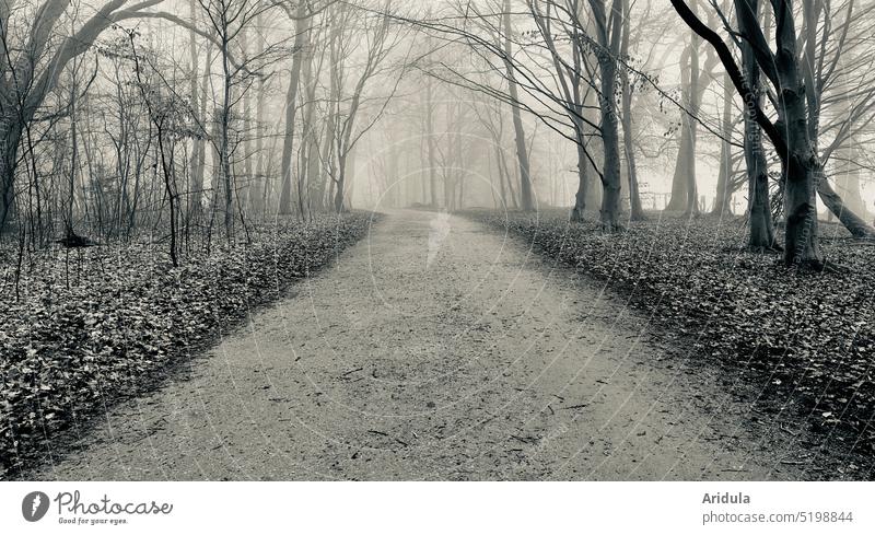 gray forest path Forest Woodground off Autumn Fog To go for a walk Lanes & trails Environment Nature trees Calm Gray leaves Footpath Loneliness sad Sadness
