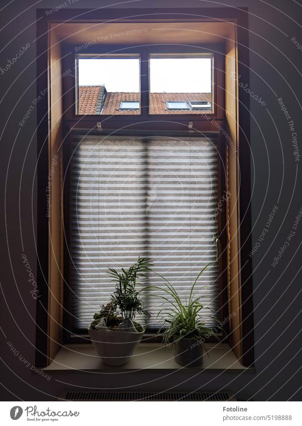 The blinds have been lowered, the mood seems gloomy, the plants on the window sill look a bit whimsical. Venetian blinds Window Window frame Window pane