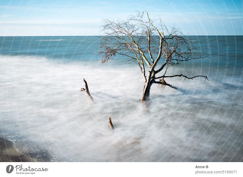 a tree in the sea in soft longer exposed water Ocean Nature Beach Force of nature Uprooted Tree Deciduous tree went for a swim washed away rinsing seam Blue