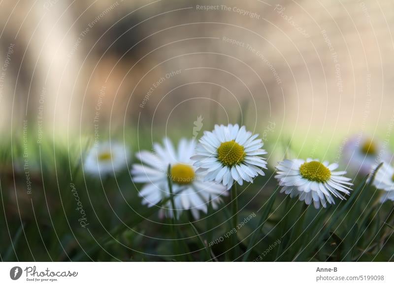 Daisies on a meadow in the foreground , in the background a wall in blur Daisy Infancy pick flowers little girls Salad edible flowers Weave wreaths Bouquet