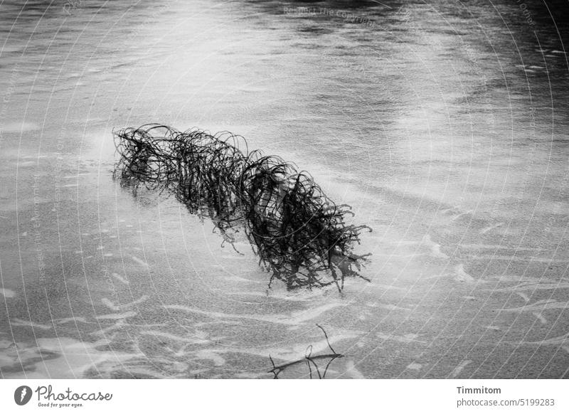 Is there life on the ice? Frozen surface Ice Lake Winter Cold twigs multiple exposure Shadow background reflection light and dark Deserted Black & white photo