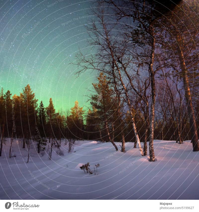 The night sky is lit up by green northern lights. Lapland Weather Christmas Holiday season Forest Outdoors Abstract Amazing arctic Astronomy Aurora